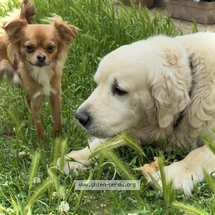 Photo de chien perdu à Yerres