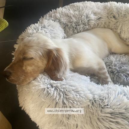 Photo de chien perdu à Guidel