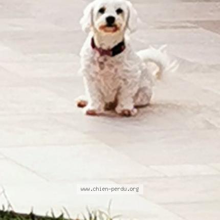 Photo de chien perdu à Les Mathes