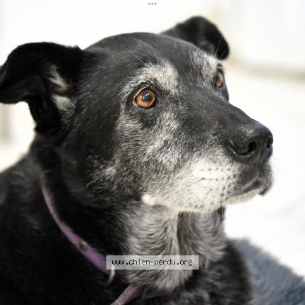 Photo 1/1 Chien retrouvé Perdu à Sainte pazanne