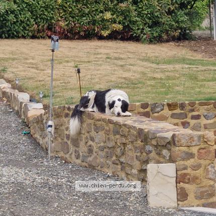 Photo de chien perdu à Saint Jean Sur Erve