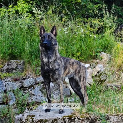 Photo de chien perdu à Chateauneuf Sur Isere
