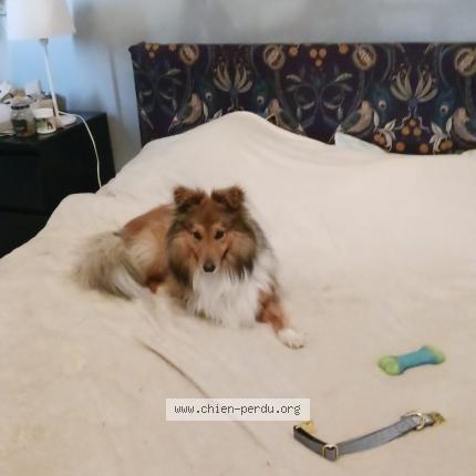 Photo 1/1 Chien retrouvé Perdu à Saint sigismond de clermont