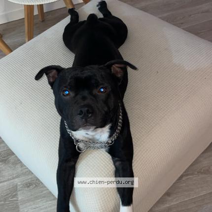 Photo 1/1 Chien retrouvé Perdu à Herouville saint clair