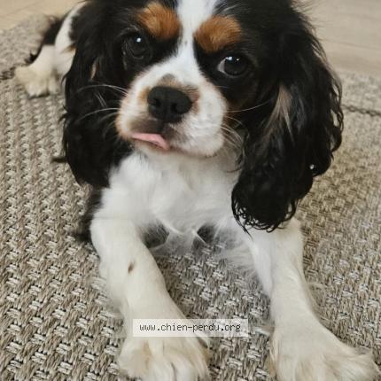 Photo de chien perdu à Gensac La Pallue
