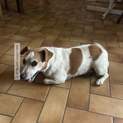 Photo 1/1 Chien retrouvé Trouvé à Auch