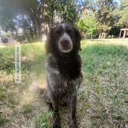 Photo 1/1 Chien retrouvé Perdu à Aix en provence