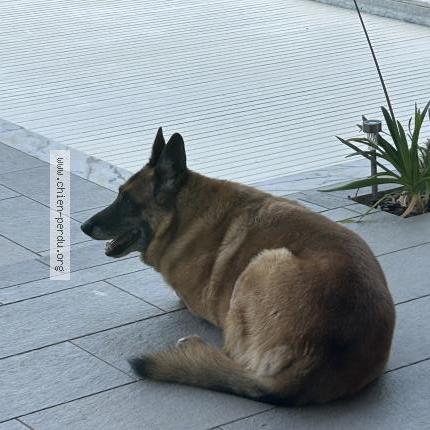 Photo 1/1 Chien retrouvé Trouvé à Loisin