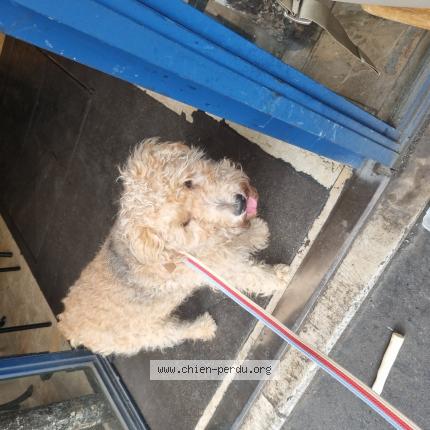 Photo de chien trouvé à Paris