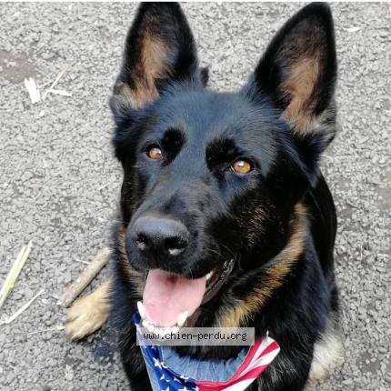 Photo de chien perdu à La Barre En Ouche