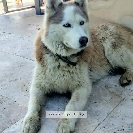 Photo de chien trouvé à Montpouillan