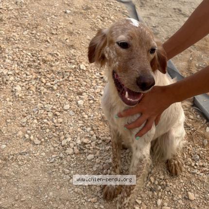 Photo 1/1 Chien retrouvé Trouvé à Mouries