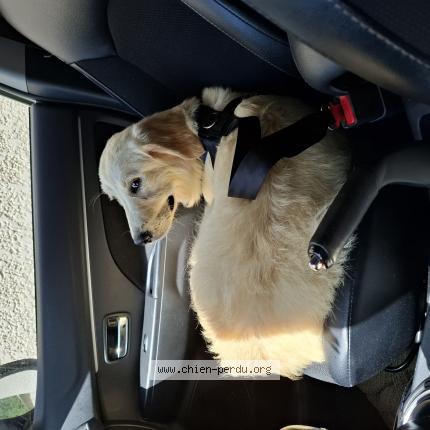 Photo de chien perdu à Saint Fargeau