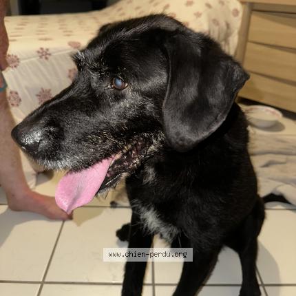 Photo de chien trouvé à Saint Hilaire De La Cote