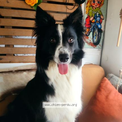 Photo 1/1 Chien retrouvé Perdu à Canet en roussillon