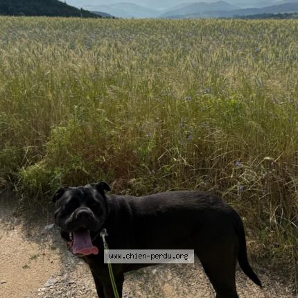 Photo 1/1 Chien retrouvé Perdu à Annonay