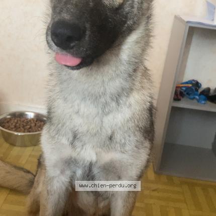 Photo de chien perdu à Descartes