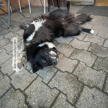 Photo 1/1 Chien retrouvé Perdu à Branoux les taillades