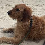 Photo de chien retrouvé à A Coruna