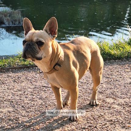 Photo de chien perdu à Chatenay Malabry