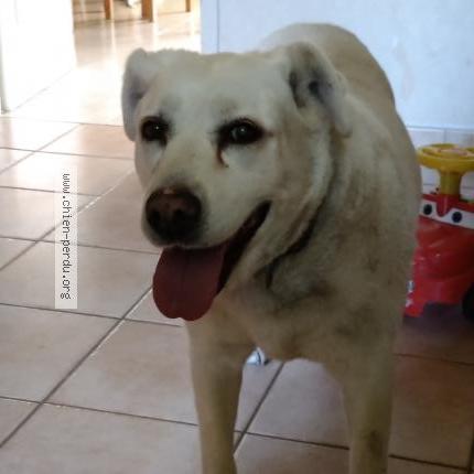 Photo 1/1 Chien retrouvé Trouvé à Gigny sur saone