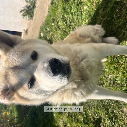 Photo de chien perdu à Leuhan