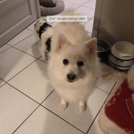 Photo 1/1 Chien retrouvé Perdu à Sauvian