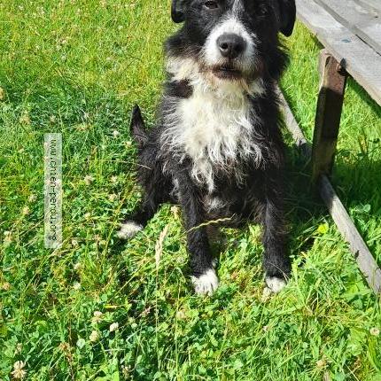 Photo 1/1 Chien trouvé Trouvé à Hericourt sur therain