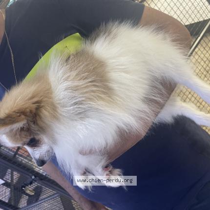 Photo 1/1 Chien retrouvé Perdu à Marseille