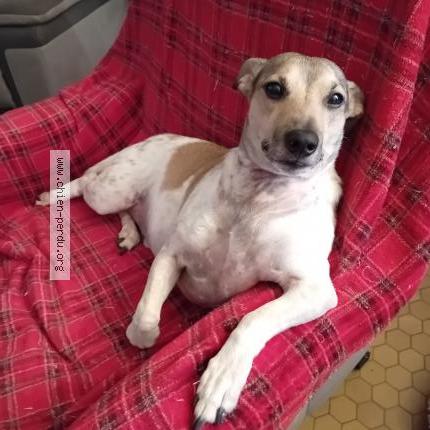 Photo 1/2 Chien retrouvé Perdu à Rouvroy