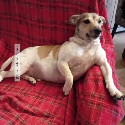 Photo 2/2 Chien retrouvé Perdu à Rouvroy