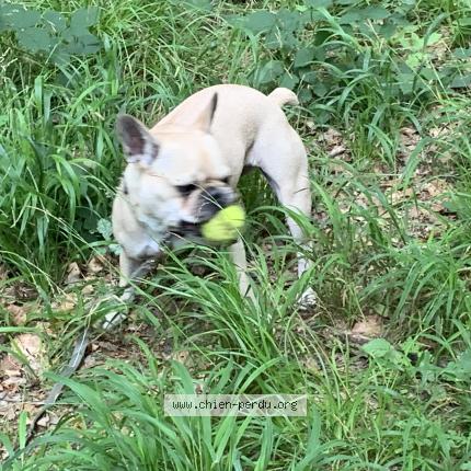 Photo 1/1 Chien retrouvé Perdu à Clamart