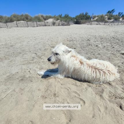 Photo 1/1 Chien retrouvé Perdu à La grande motte