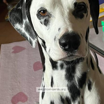 Photo 1/1 Chien retrouvé Perdu à Laverune