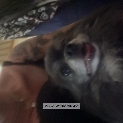 Photo 1/1 Chien trouvé Trouvé à Sainte helene