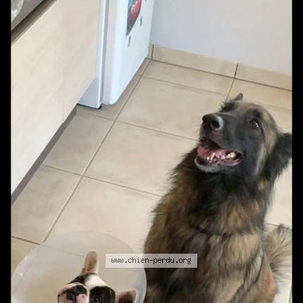 Photo 1/1 Chien retrouvé Perdu à Pleucadeuc