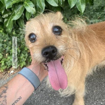 Photo de chien trouvé à Caluire Et Cuire