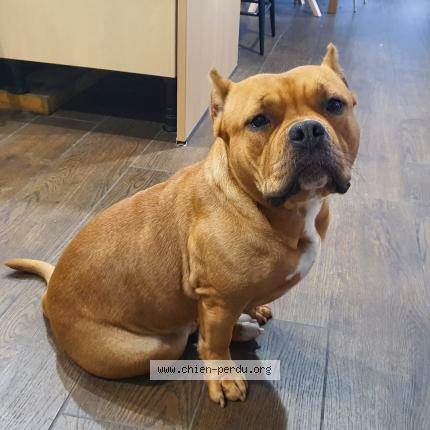 Photo 1/1 Chien retrouvé Perdu à Haisnes