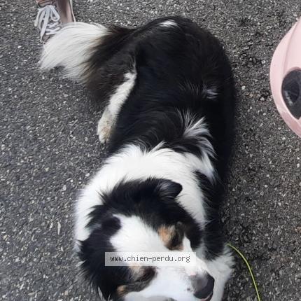 Photo 1/1 Chien retrouvé Perdu à Annecy