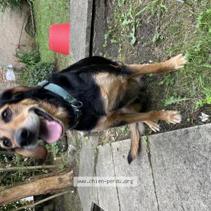 Photo 1/1 Chien retrouvé Trouvé à Saubusse