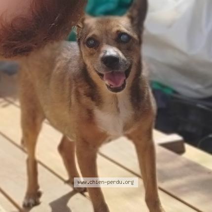 Photo 1/1 Chien retrouvé Perdu à St jean la riviere