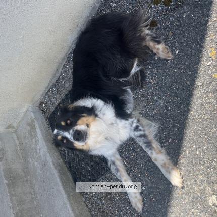 Photo 1/1 Chien retrouvé Trouvé à Orbigny