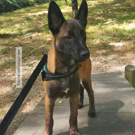 Photo 1/1 Chien retrouvé Perdu à Les lucs sur boulogne