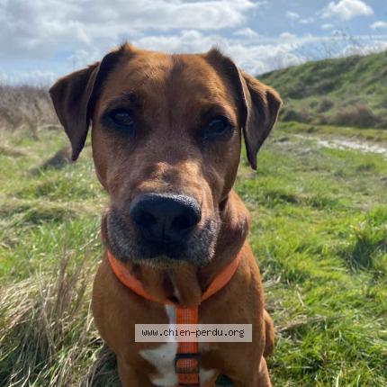 Photo 1/2 Chien retrouvé Perdu à Cire daunis