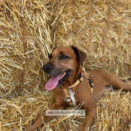 Photo 2/2 Chien retrouvé Perdu à Cire daunis
