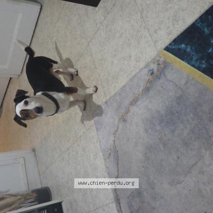 Photo 1/1 Chien retrouvé Perdu à Villejuif