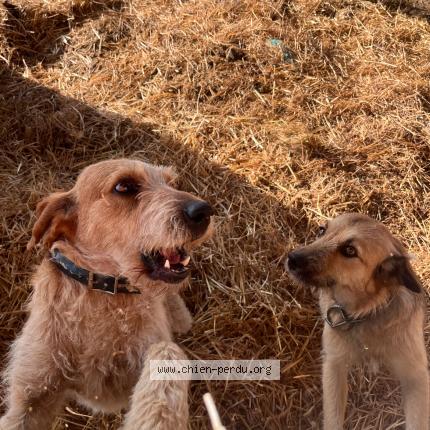 Photo 1/1 Chien retrouvé Perdu à Casties labrande