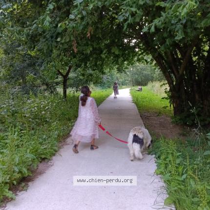 Photo 1/1 Chien retrouvé Perdu à Guingamp