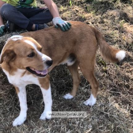Photo 1/1 Chien retrouvé Perdu à Quettetot