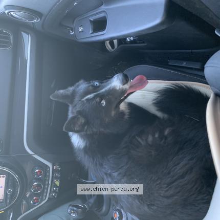 Photo 1/1 Chien retrouvé Trouvé à Bassan